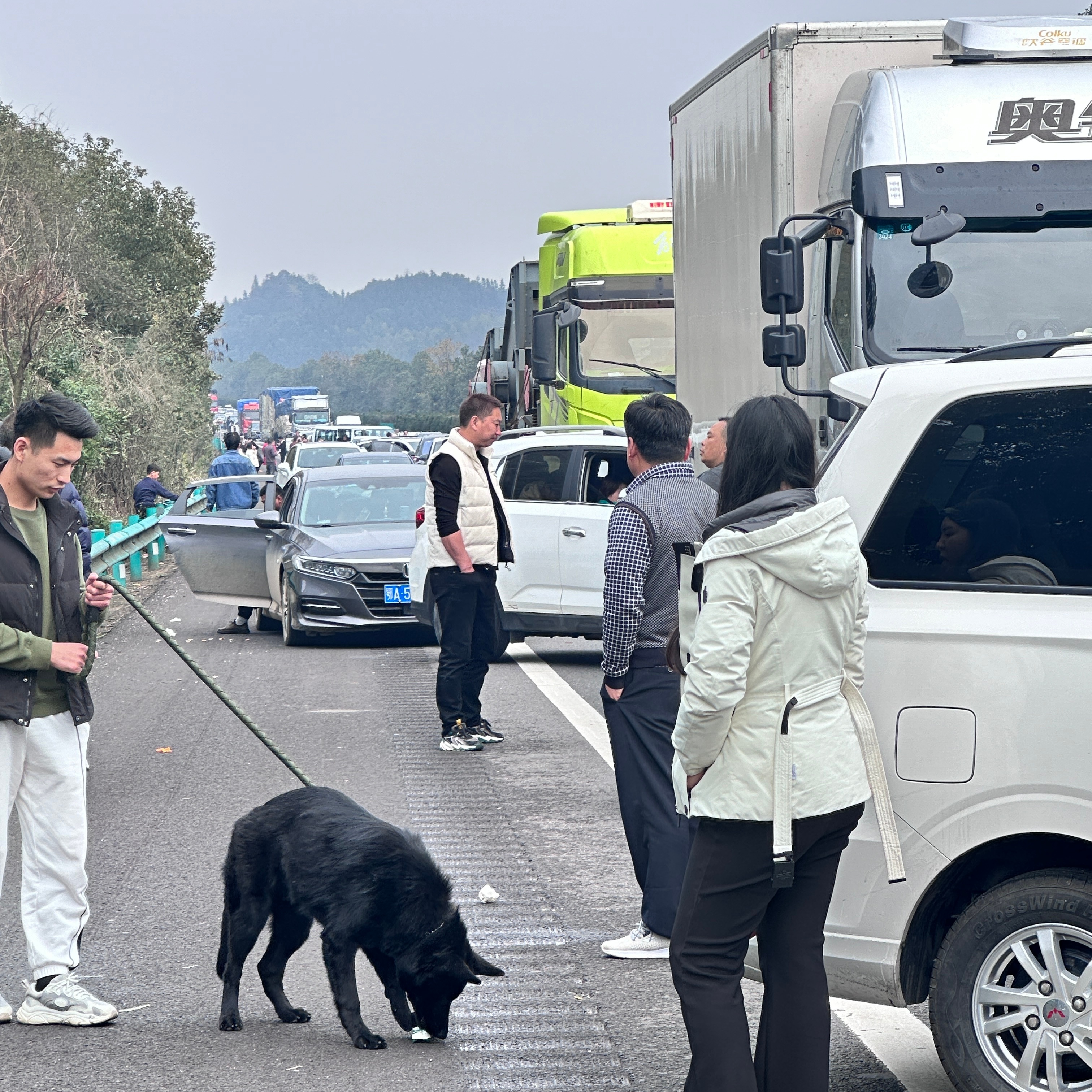国庆出行新风尚，高速遛狗打球，车主的别样体验